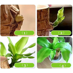 Madeira Brasil Planta da Sorte + Monge de Brinde (COMPRE 1 LEVE 2)